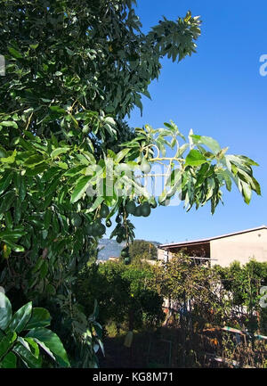 Avocados reifen an einem Baum im Oktober auf Mallorca, Spanien. Stockfoto