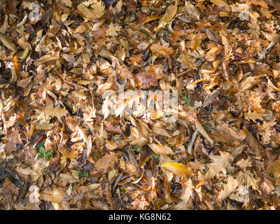 Nahaufnahme eines Waldboden bedeckt mit toten Blätter im Herbst Stockfoto