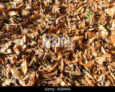 Nahaufnahme eines Waldboden bedeckt mit toten Blätter im Herbst Stockfoto