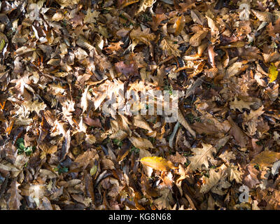 Nahaufnahme eines Waldboden bedeckt mit toten Blätter im Herbst Stockfoto