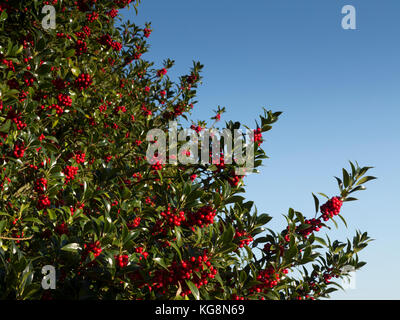 Abschnitt der Stechpalme, Ilex Rotunde mit Beeren gegen einen reinen blauen Himmel. Suffolk, England Stockfoto