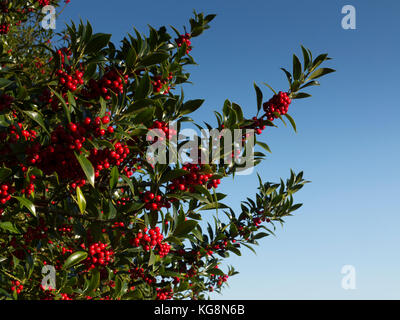 Abschnitt der Stechpalme, Ilex Rotunde mit Beeren gegen einen reinen blauen Himmel. Suffolk, England Stockfoto