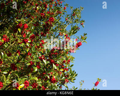 Abschnitt der Stechpalme, Ilex Rotunde mit Beeren gegen einen reinen blauen Himmel. Suffolk, England Stockfoto