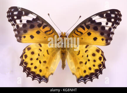 Indische fritillary (argyreus hyperbius) Weibliche isoliert Stockfoto