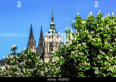 Prager Burgquelle, Dom Türme Kastanienblüte, Tschechische Republik, Europa Blick auf Aesculus hippocastanum Stockfoto