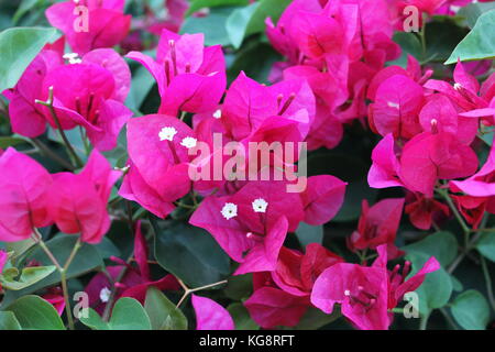 In der Nähe von Rosa Bougainvillea Blumen, Varadero, Kuba Stockfoto