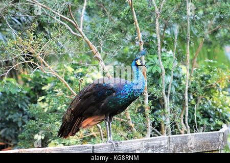 Der Pfau steht auf einem hölzernen Zaun, in Busch Gardens, Tampa Bay, Tampa, Florida, USA Stockfoto