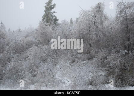 Ice Storm in Conception Bay South, NL, Kanada. Schwere Eisanhäufung auf Bäumen. Bäumen beugte sich aus dem Gewicht der Gewicht. Einfrieren Nebel in der Luft. Stockfoto