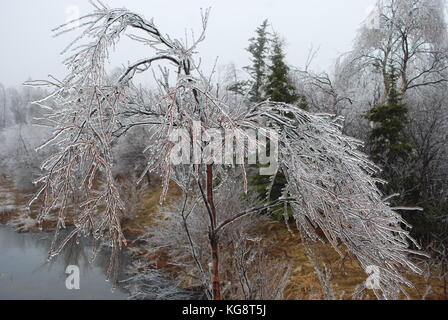 Bäume in Eis, und beugte sich über vom Gewicht, nach einem Eissturm, Conception Bay South, Neufundland, Labrador, Kanada. Stockfoto