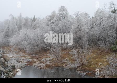 Bäume in Eis, und beugte sich über vom Gewicht, nach einem Eissturm, Conception Bay South, Neufundland, Labrador, Kanada. Stockfoto