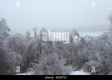 Bäume in Eis, und beugte sich über vom Gewicht, nach einem Eissturm, Conception Bay South, Neufundland, Labrador, Kanada. Stockfoto