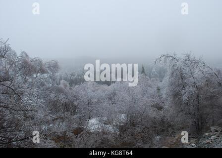 Ice Storm in Conception Bay South, NL, Kanada. Schwere Eisanhäufung auf Bäumen. Bäumen beugte sich aus dem Gewicht der Gewicht. Einfrieren Nebel in der Luft. Stockfoto