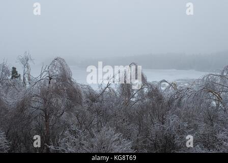 Bäume in Eis, und beugte sich über vom Gewicht, nach einem Eissturm, Conception Bay South, Neufundland, Labrador, Kanada. Stockfoto