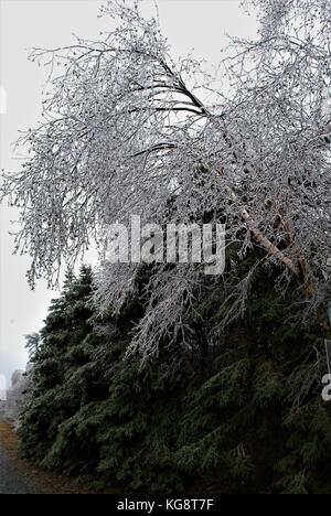 Ice Storm in Conception Bay South, NL, Kanada. Schwere Eisanhäufung auf Bäumen. Bäumen beugte sich aus dem Gewicht der Gewicht. Einfrieren Nebel in der Luft. Stockfoto