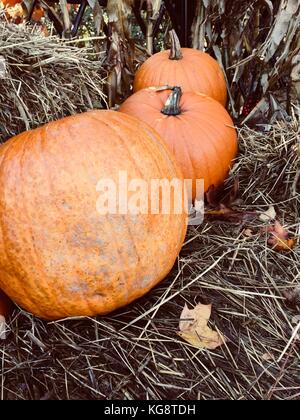 Drei Kürbisse aufgereiht in einer Reihe, vorne nach hinten, auf Stroh. Einige Laub auch auf Stroh. Stockfoto