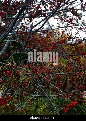 Beeren auf einem amerikanischen Mountain Ash (Hund Berry) Baum. andere Bäume, mit Laub bis in den Herbst Farben durch die Äste gesehen werden kann. Stockfoto