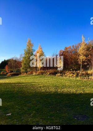 Ein Bereich der grünen Gras umrandet von Bäumen, deren Blätter gedreht haben Farben fallen. sonnigen Tag. blue sky. Stockfoto