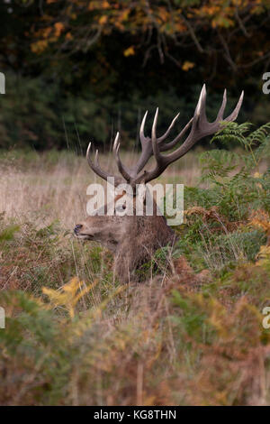 Rotwild, Cervus elaphus, einem erwachsenen Mann ruht in Bracken. Oktober getroffen. Richmond Park, London, UK. Stockfoto