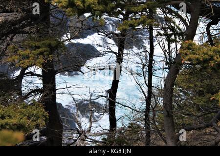 Surfen und brechende Wellen, die durch die Bäume gesehen, Logie Bay-Middle Cove-Outer Cove, Neufundland und Labrador, Kanada. Stockfoto