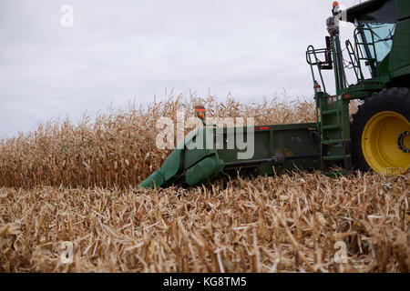 Bauer Ernte einer Ernte von Getreide oder Mais in einem Mähdrescher mit der Nähe zu sehen, auf dem Messerbalken und cab von der Seite Stockfoto