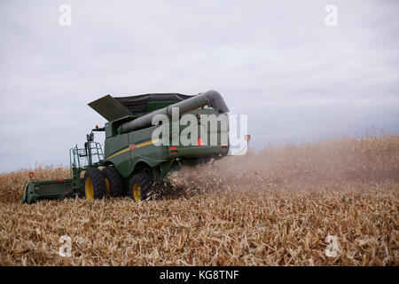 Rückseite des Feldhäckslers bei der Arbeit zu Ernten von Mais in einer Farm Feld in Wolken von Staub und Spreu unter einem grauen Himmel Stockfoto