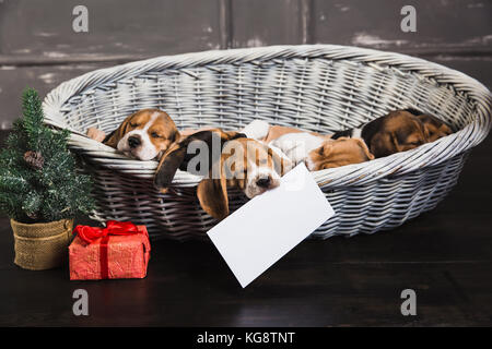 Hund halten Sie ein leeres Blatt in den Mund. Sechs Beagle Welpen in Korb schlafen. jungen Beagle Welpen. Geschenkbox mit roter Schleife und Weihnachtsbaum neben einem Stockfoto