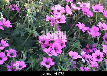 Nahaufnahme von einem Mädchen Rosa (Dianthus detoides) Bush in voller Blüte, St. John's, Neufundland und Labrador, Kanada. Stockfoto