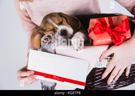 Beagle Welpen in den Korb schlafen. Frau mit einem Korb mit ihren Welpen und Geschenkbox mit roter Schleife. leeren Brett in der Hand. Stockfoto