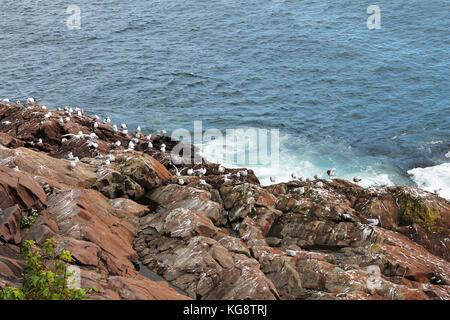 Möwen auf den Felsen am Hafen, den Signal Hill, St. John's, Neufundland Stockfoto