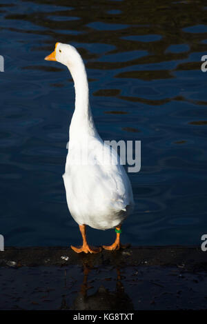 Eine weiße chinesischen goose Anser cygnoides stand neben einem öffentlichen Park See in North Yorkshire Stockfoto