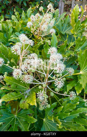 Fatsia japonica (fatsi) oder japanischen Aralia japonica Blüte in North Yorkshire England im November Flower Detail 2017 Stockfoto