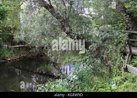 Baum über dem Wasser lehnend, rennies Fluss, St. John's, Neufundland und Labrador, Kanada. Reflexion der Baum und Küstenlinie in der noch Wasser sichtbar Stockfoto