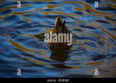 Ente tauchen mit Schwanz aus Wasser Stockfoto