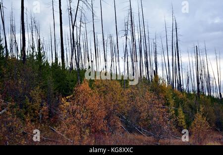 Einen abendlichen Spaziergang mit schöner Aussicht auf Myra Provincial Park im Herbst Saison. Eine der besten Wanderung in Kelowna, British Columbia. Stockfoto