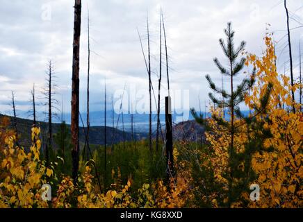 Einen abendlichen Spaziergang mit schöner Aussicht auf Myra Provincial Park im Herbst Saison. Eine der besten Wanderung in Kelowna, British Columbia. Stockfoto