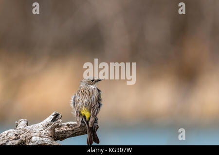 Yellow-rumped Warbler (setophaga coronata), South Dakota, USA Stockfoto