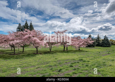 Zarte Rosa Blumen Blüten Blüten Bäume Stockfoto