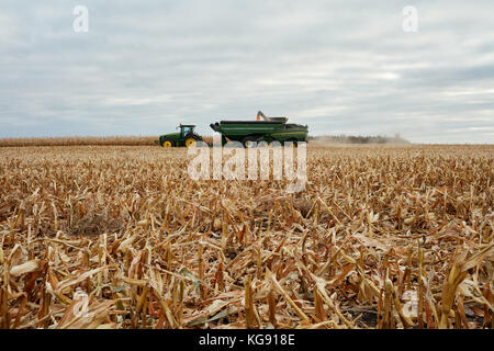 Mähdrescher ein Traktor und Anhänger, wie es die frisch geernteten Mais in einem riesigen maisfeld entlädt Stockfoto