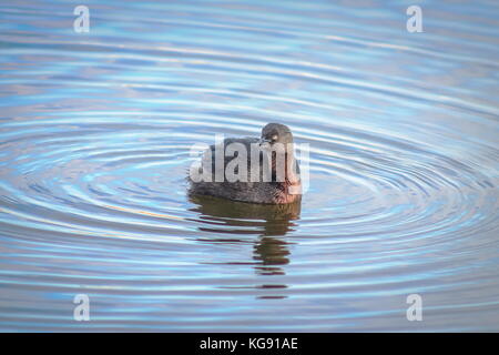 New Zealand dabchick (poliocephalus rufopectus) Stockfoto