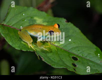 Grün leuchtenden Augen Frosch (boophis viridis) auf einem Blatt. Madagaskar, Afrika. Stockfoto