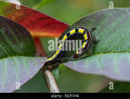 Bunte haarige Raupe (Borocera cajani) auf grünen Blättern. - Andasibe Mantadia Nationalpark. Madagaskar, Afrika. Stockfoto