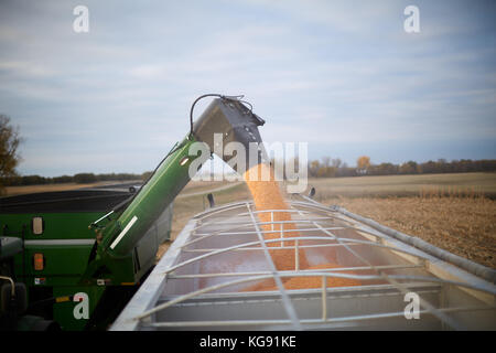 Traktor Füllen der Trailer von halb mit frisch geernteten Mais in der Nähe zu sehen, der Trichter Trichter Gießen des Kernels Stockfoto