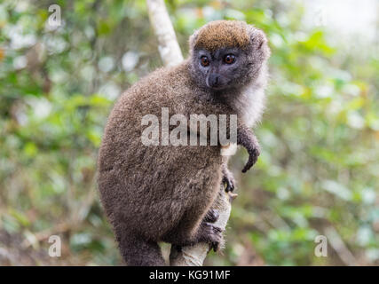 Eine östliche weniger Bambus lemur (Hapalemur griseus), oder grau Bambus lemur, auf einem Baum. in Madagaskar, Afrika. Stockfoto