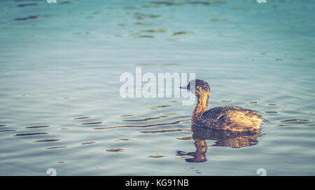 New Zealand dabchick (poliocephalus rufopectus) Stockfoto