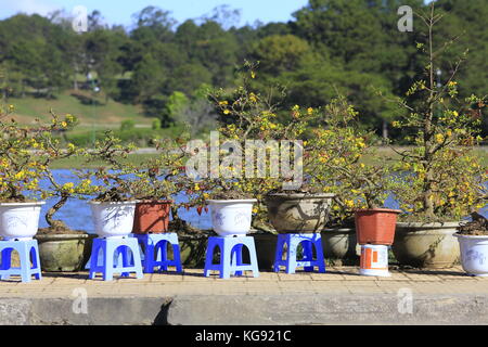 Hoa Mai Baum (ochna Partner) Blüte, traditionellen Neujahrsfest in Vietnam. Stockfoto