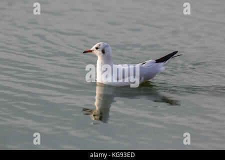 In der Nähe der natürlichen portrait Lachmöwe (Larus ridibundus) schwimmen Wasser Oberfläche Stockfoto