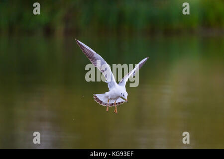 Ausführliches Porträt der natürlichen Fliegen Lachmöwe (Larus ridibundus) grüner Hintergrund Stockfoto