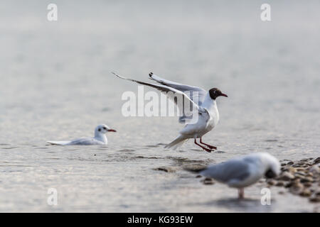 Lachmöwe (Larus ridibundus) Landung auf Pebble Beach Stockfoto