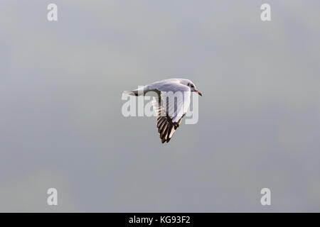 Natürliche Lachmöwe (Larus ridibundus) im Flug bewölkten grauen Himmel Stockfoto