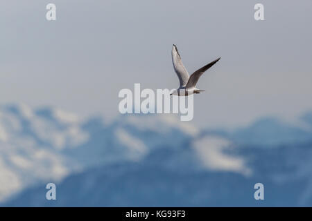 Flying natürliche Lachmöwe (Larus ridibundus) mit schneebedeckten Bergen Stockfoto